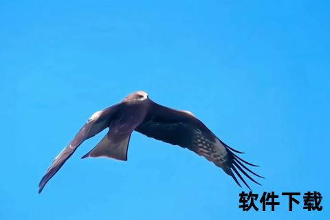 老鹰视频直播直击高空翱翔_实时追踪猛禽视角+精彩时刻全网首发
