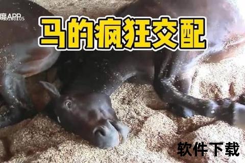 马配种技术解析直播_繁育过程全实拍-专业养殖现场直击
