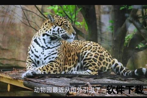 猛兽对决-老虎与美洲豹的野性力量碰撞