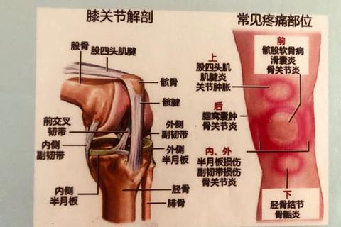 膝盖为何呈现尖形结构_探秘人体关节独特形状的生物学原因