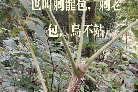 马刺盖功效：清热解毒-止血散瘀的天然良药